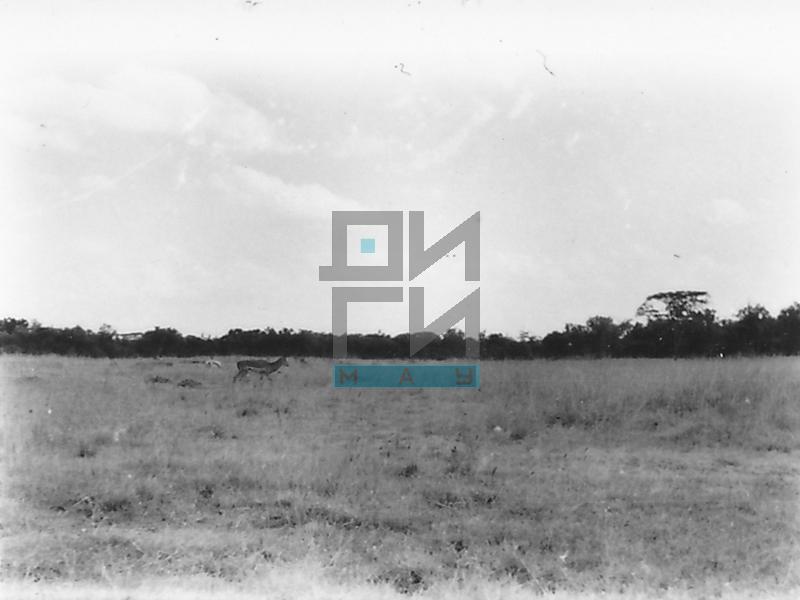 Антилопа у пространству Националног парка (VZP.N.191-38)