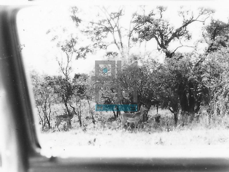 Поглед из возила у Националном парку Најроби (VZP.N.191-43)
