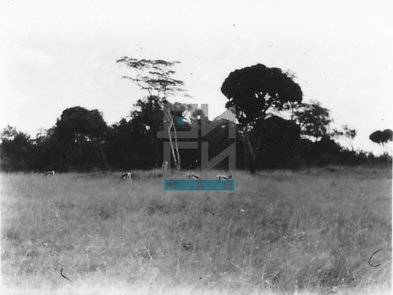 Animals in Nairobi National Park (VZP.N.191-39)