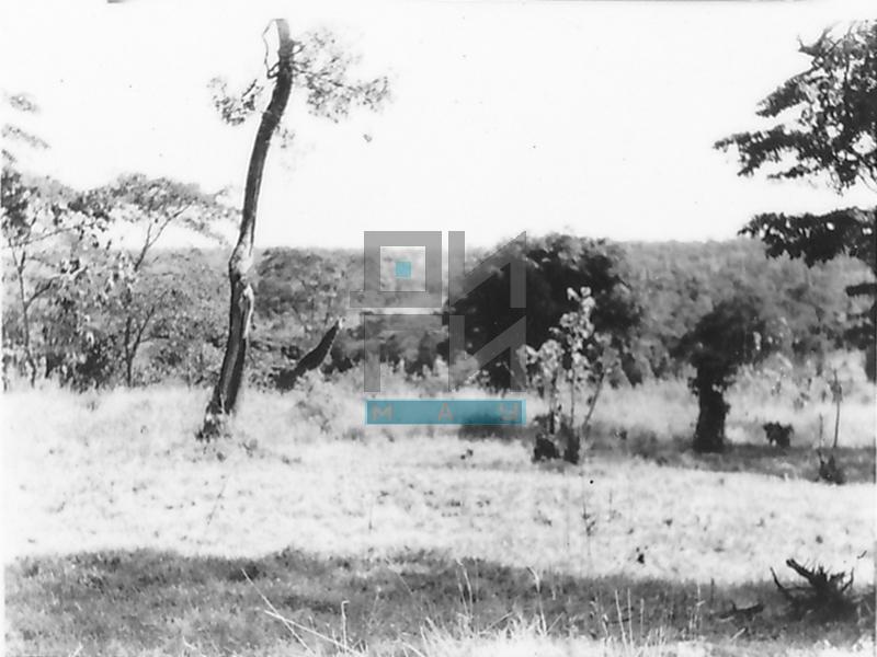 Nature Scenes from Nairobi National Park (VZP.N.191-44)
