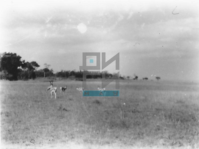 Animals in Nairobi National Park (VZP.N.191-40)